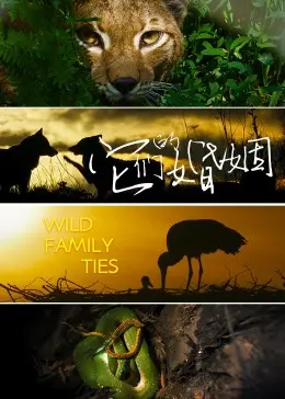 《它们的婚姻》：都市情感婚姻危机的真实写照，爱情的真相究竟是什么？