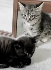 《萌宠记》：当猫狗的日常触动你最柔软的心，治愈系纪录片让你瞬间充满爱！